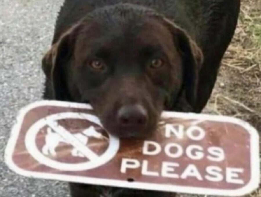 cane protesta contro cartello