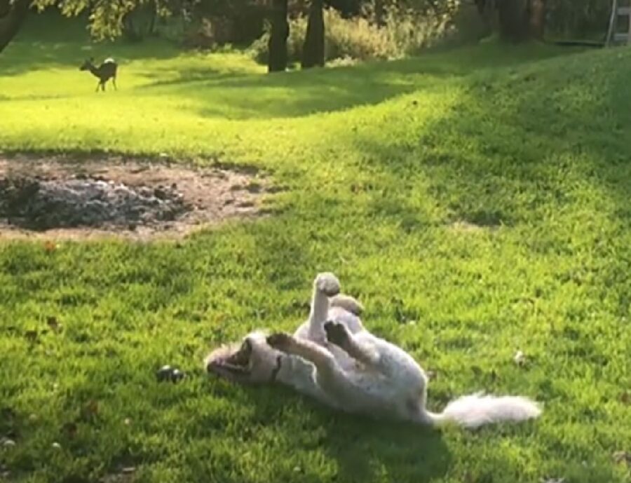 cane gioca sul prato