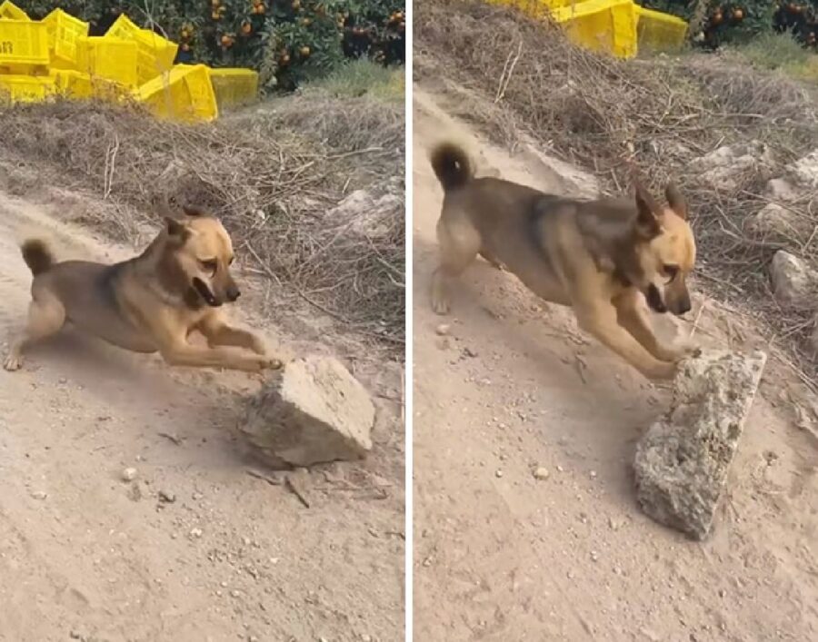 cane rotola pietre discesa