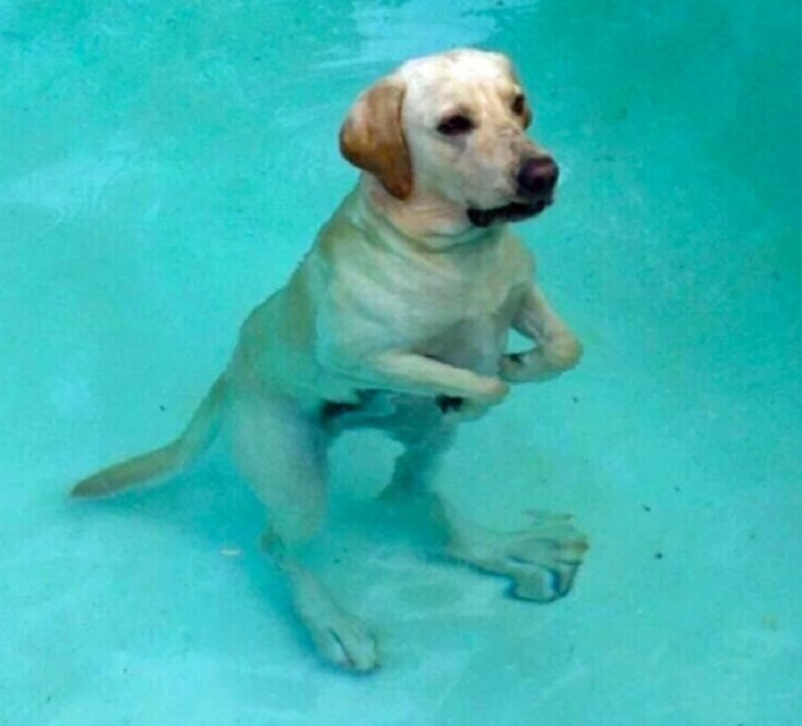 cane dentro acqua 