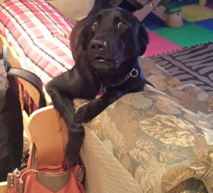 cane labrador zampe dietro divano