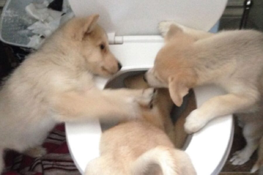 cani mettono fratellino nel wc