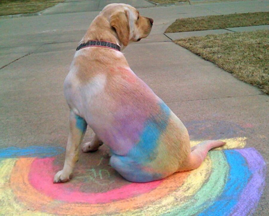 cane sporco arcobaleno 