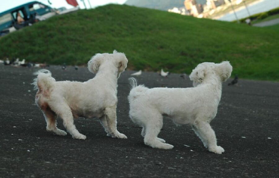 cani bianchi sulla strada