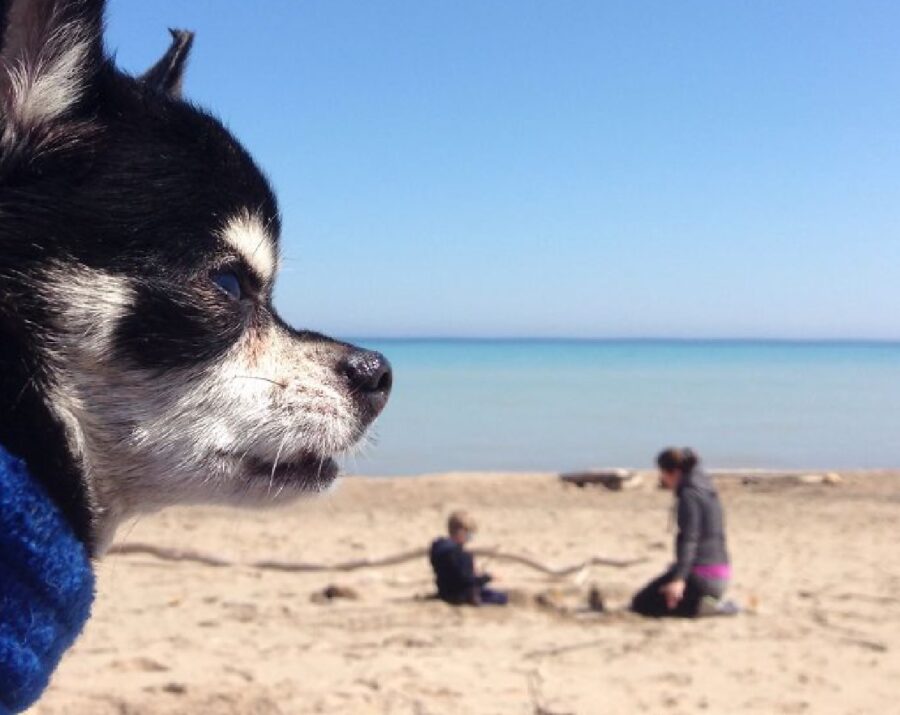 cane spiaggia famiglia