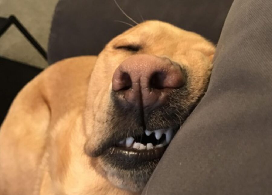 cane dorme mostra denti