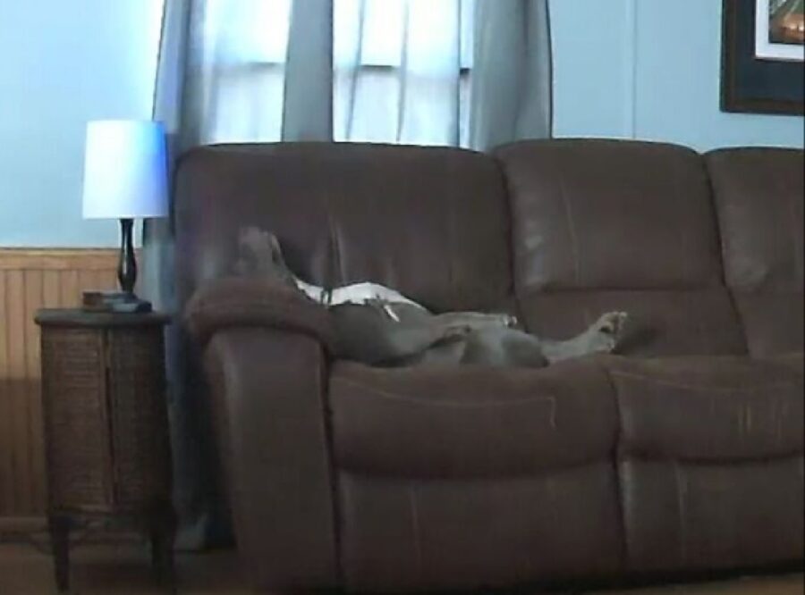 cagnolino sdraiato sul divano