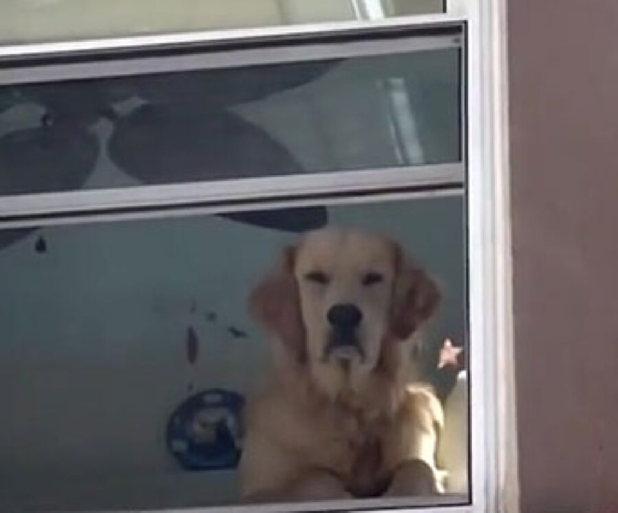 cane giudica dalla finestra