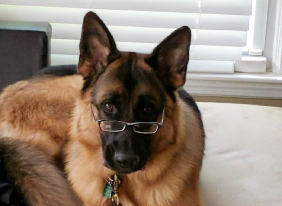 cane occhiali sul muso
