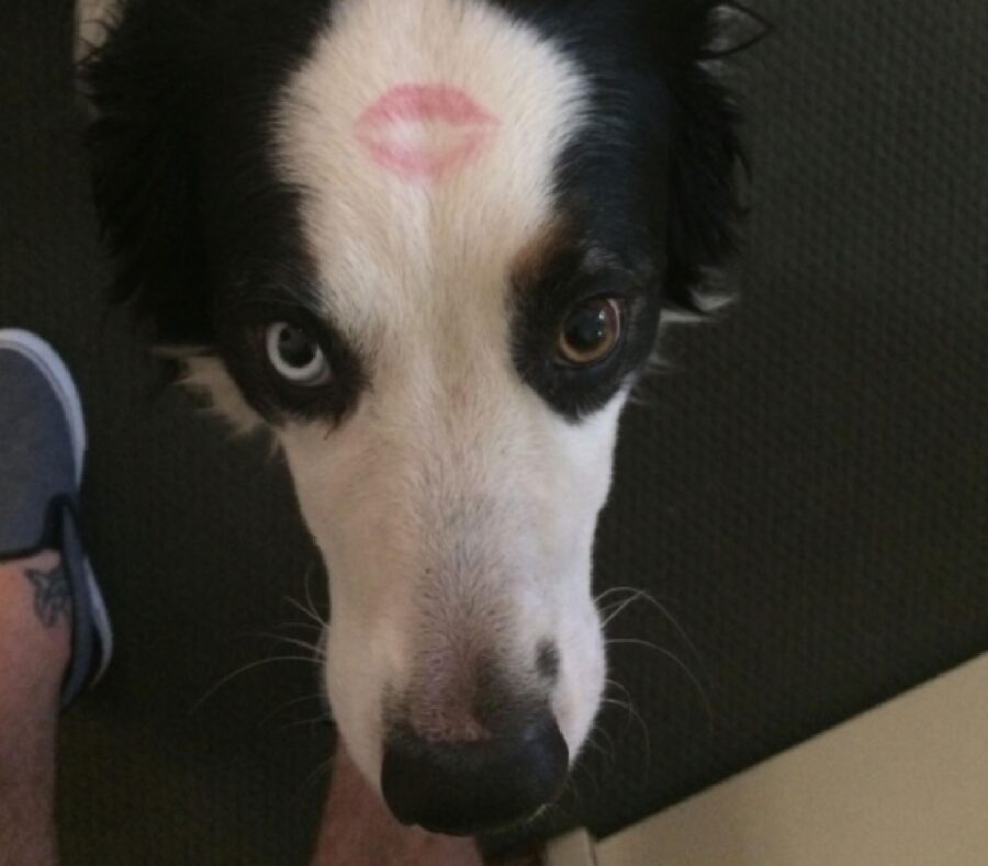 cane bacio sulla fronte