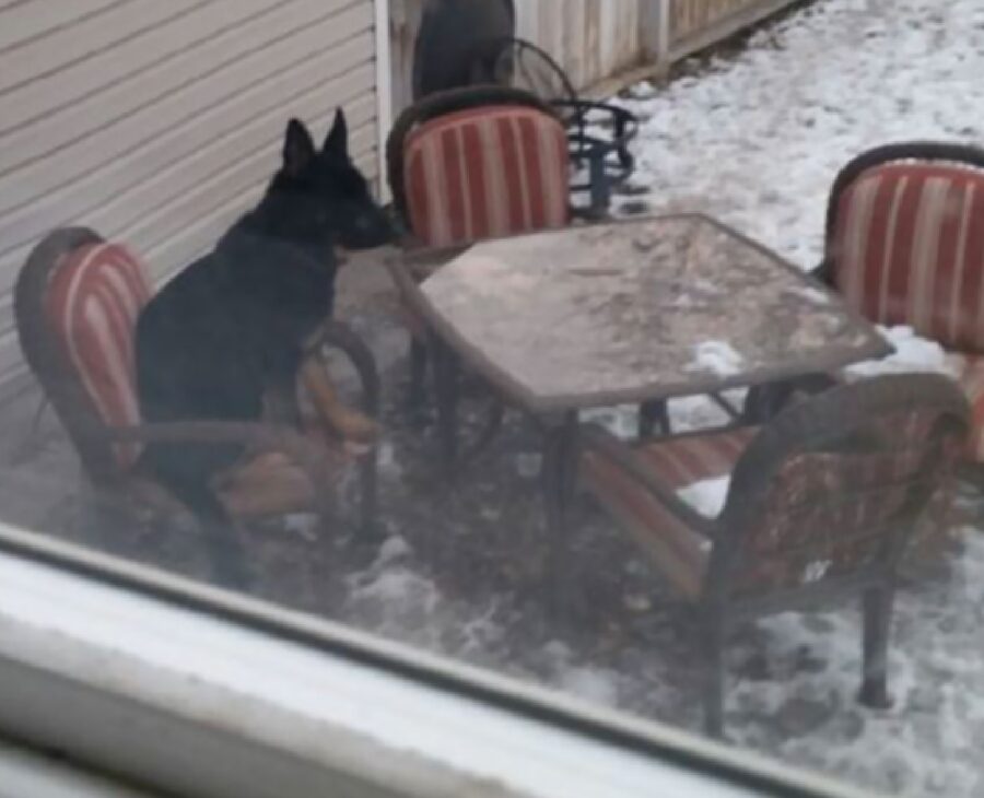 cane seduto su sedia all'esterno