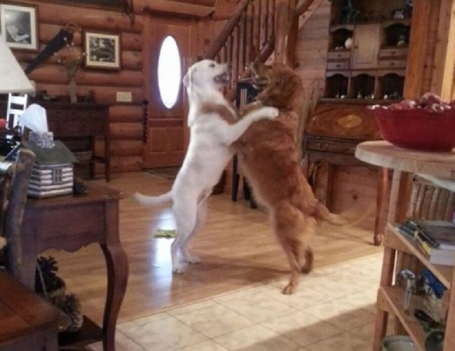 cani ballano in coppia