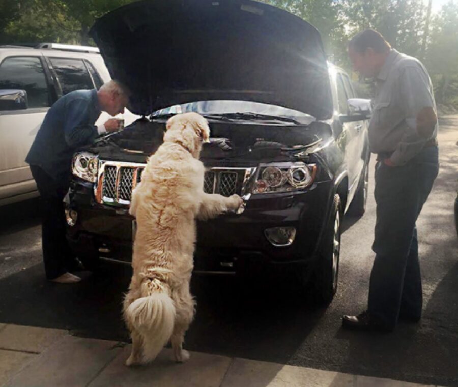 cagnolino controlla motore auto