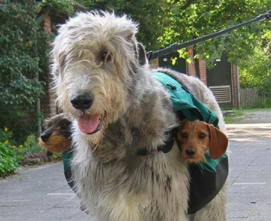 cane trasporta cuccioli 