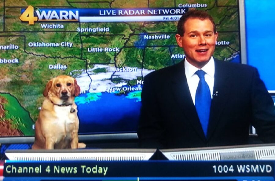 cagnolino condizioni meteo