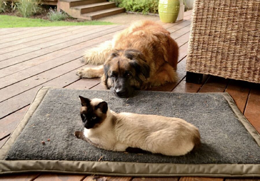 cagnolino fissa amico gatto