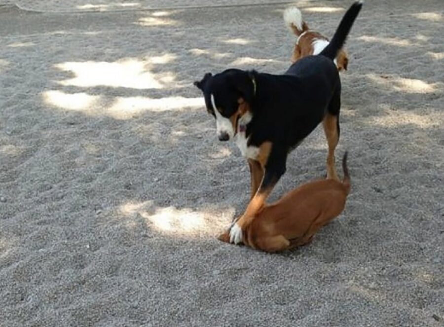 cane con zampa su testa altro cucciolo