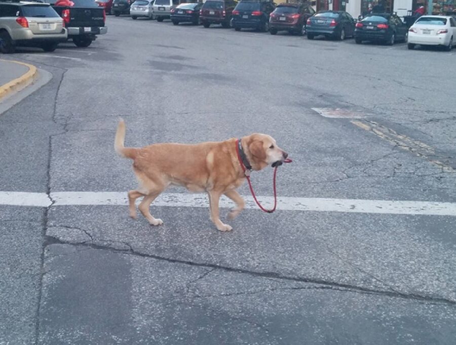 cane si porta a spasso da solo