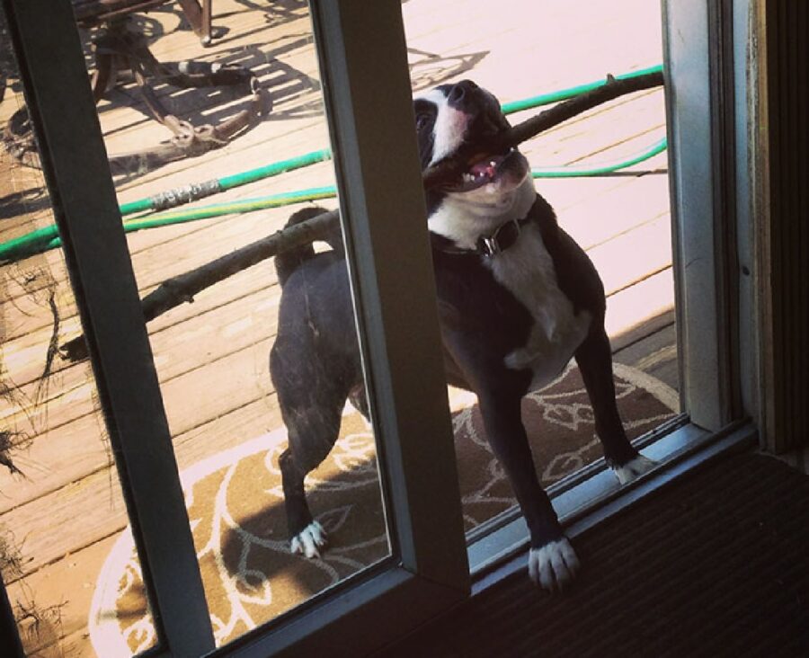 cane cerca di entrare casa con bastone