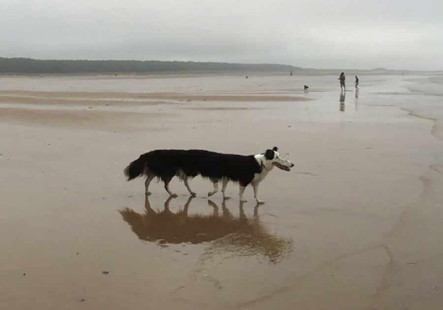 cane 8 zampe spiaggia
