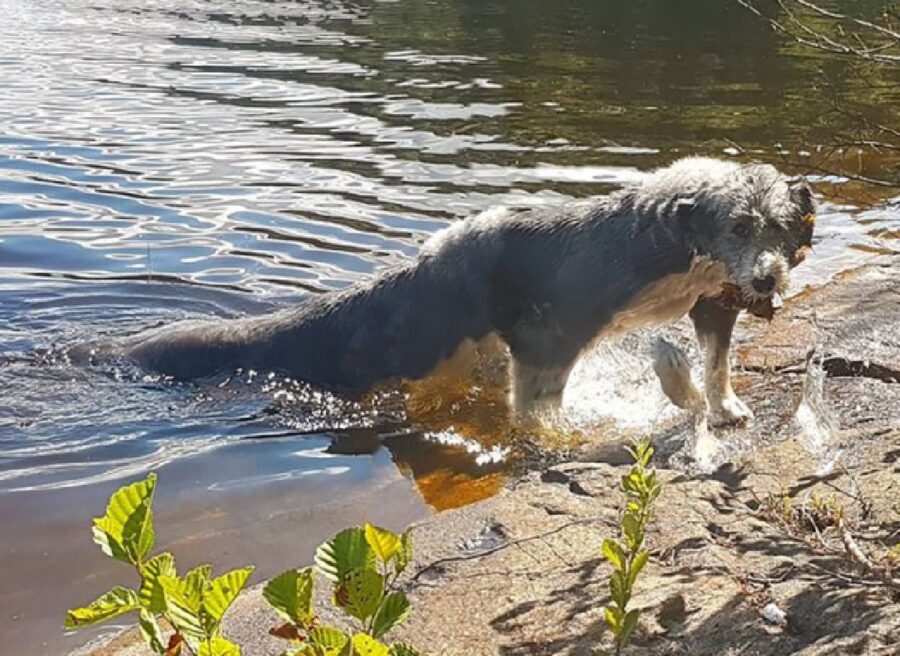 cane esce dal lago 