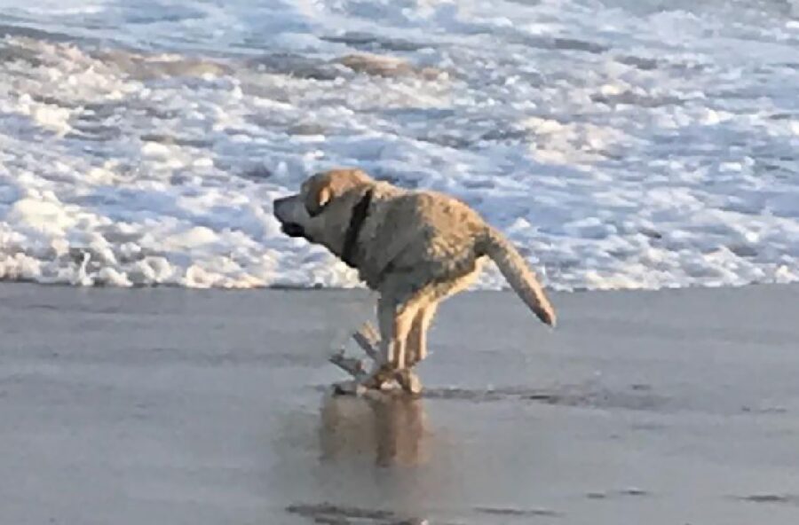 cane due zampe spiaggia