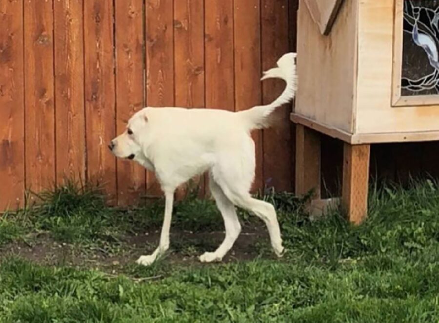 cane tre zampe bianco 