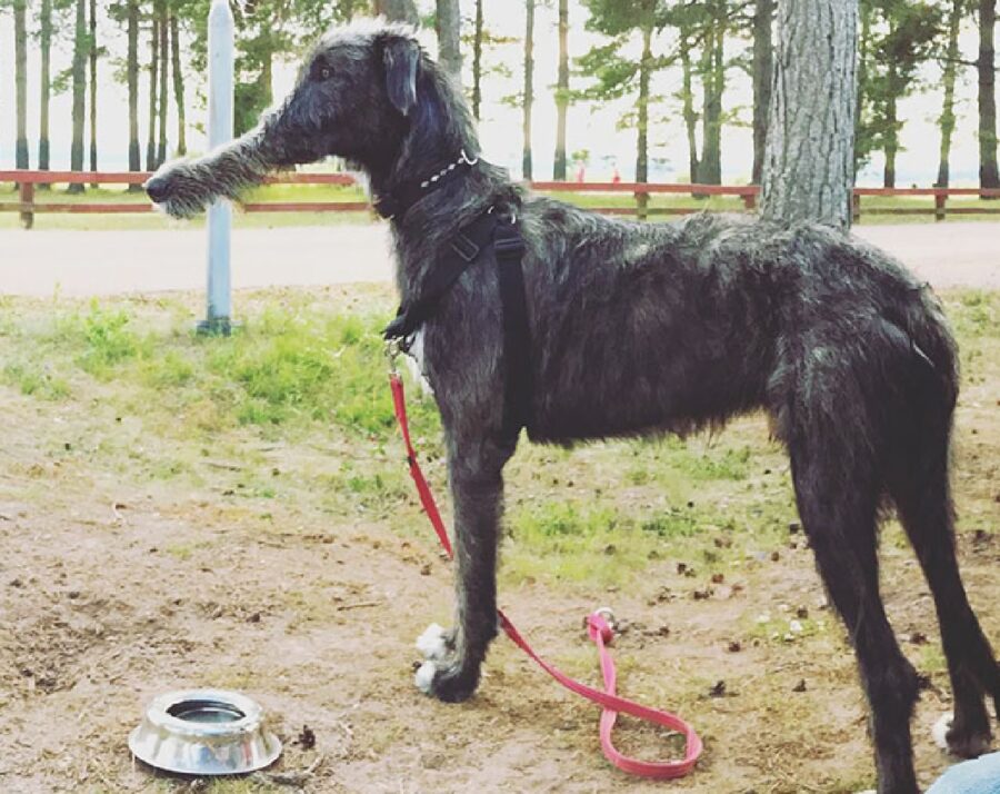cane mangia da ciotola