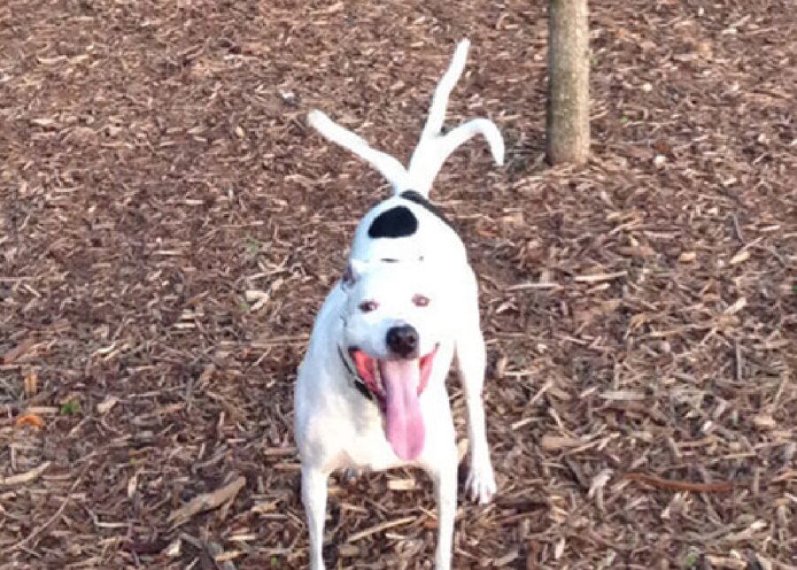 cagnolino felice tre code