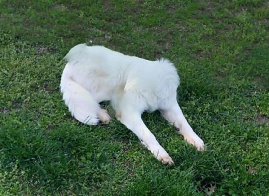 cane bianco senza testa