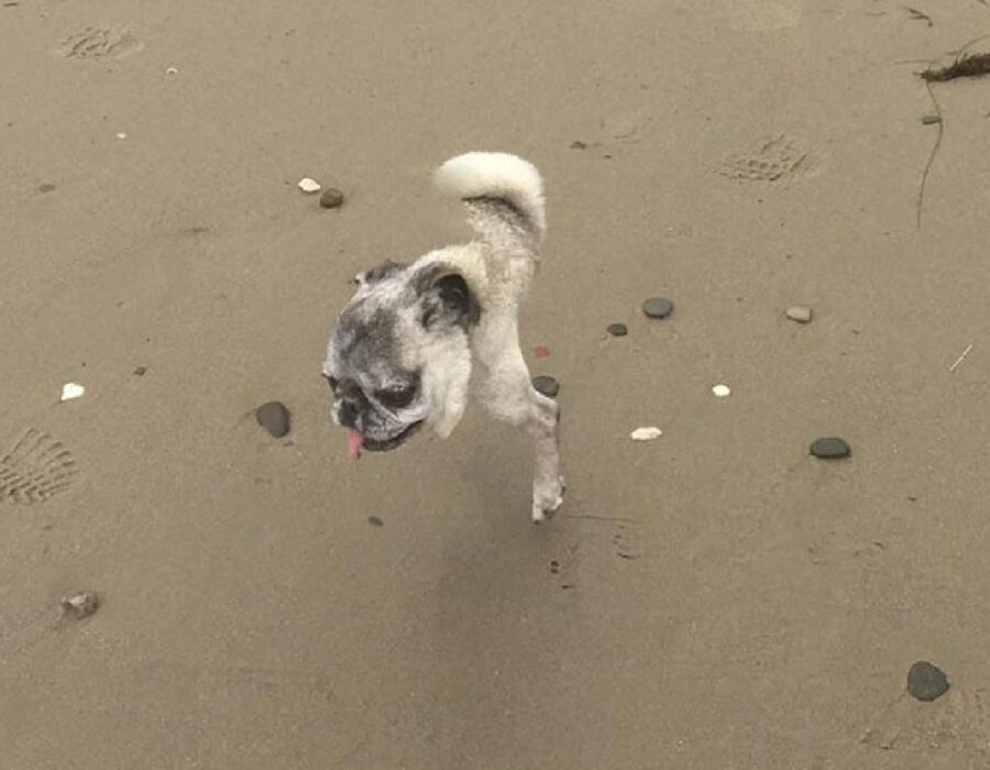 cane carlino a metà