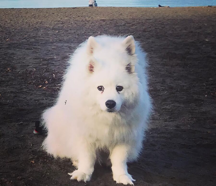 cane bianco con quattro orecchie