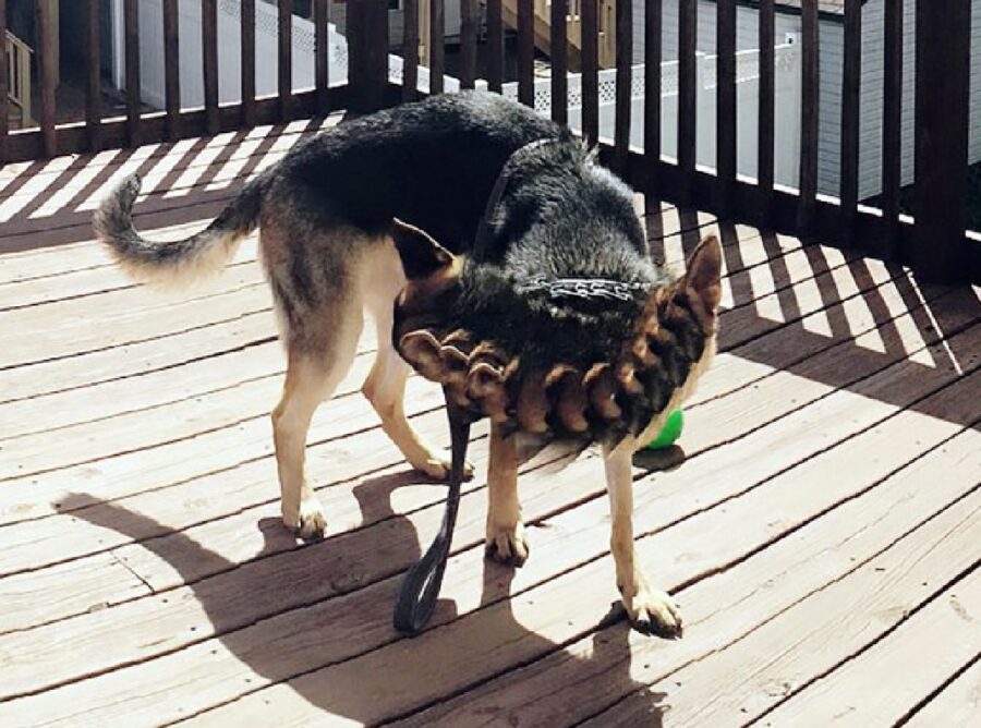 cane dalle teste molteplici