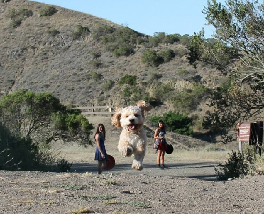 cane corre spensierato