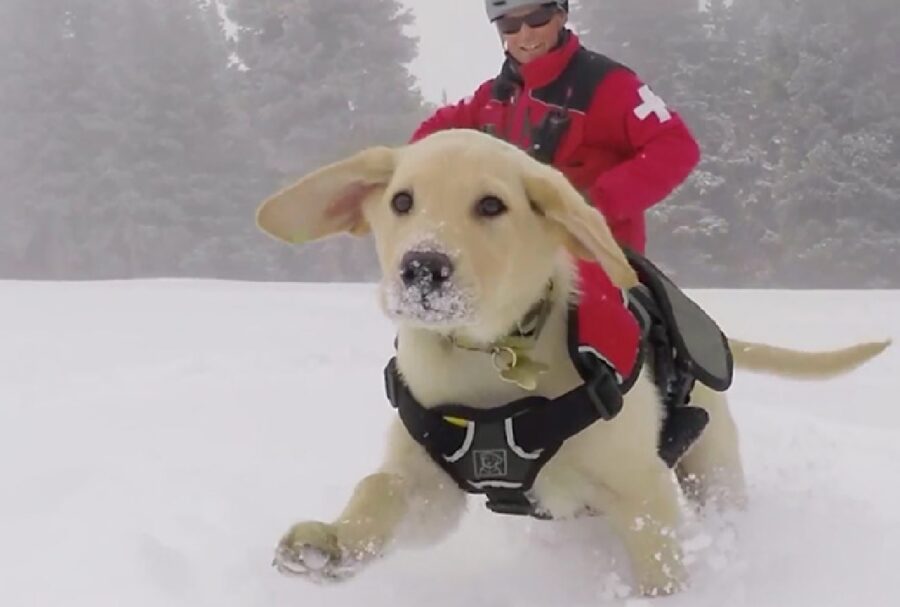 cane corre sulla neve
