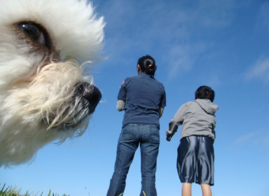 cane si erge fino al cielo