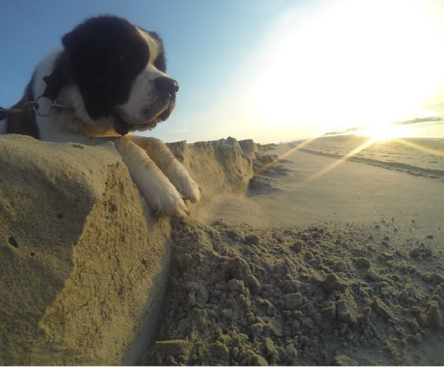 cane gioca spiaggia di sabbia