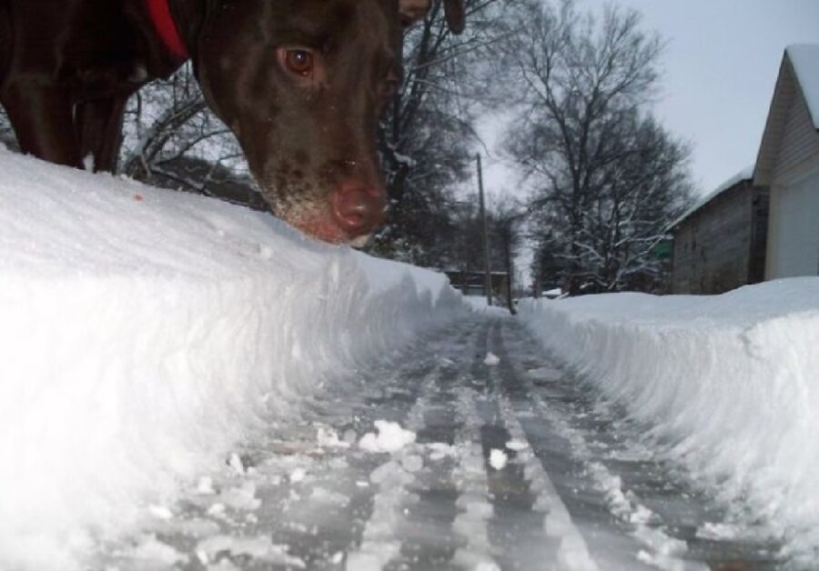 cane strada innevata