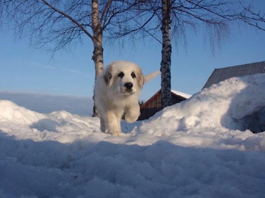 cane sulla neve alta