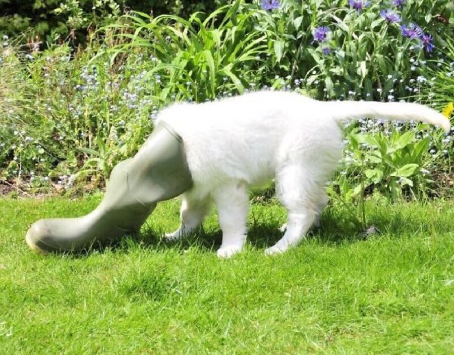 cane bianco ce l'ha con stivale