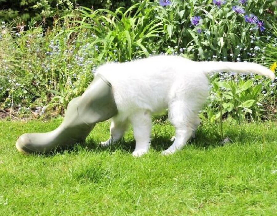 cane bianco ce l'ha con stivale