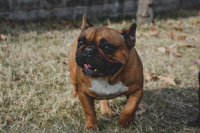 8 foto scattate da proprietari per immortalare l’amore che i cani provano per le pantofole