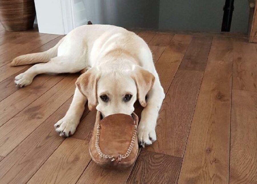 cagnolino ciabatta sul muso