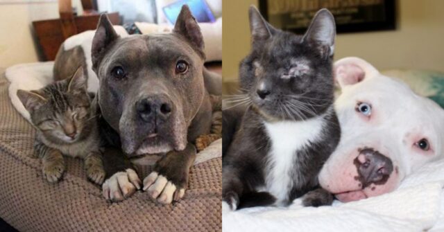 Alfie e Frankie, i due Pitbull maltrattati che adesso aiutano gli animali in difficoltà