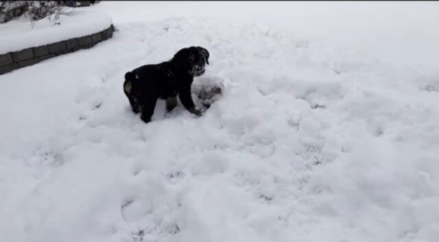 bellissimo cucciolo scopre la neve