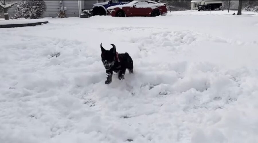 bellissimo cucciolo scopre la neve per la prima volta