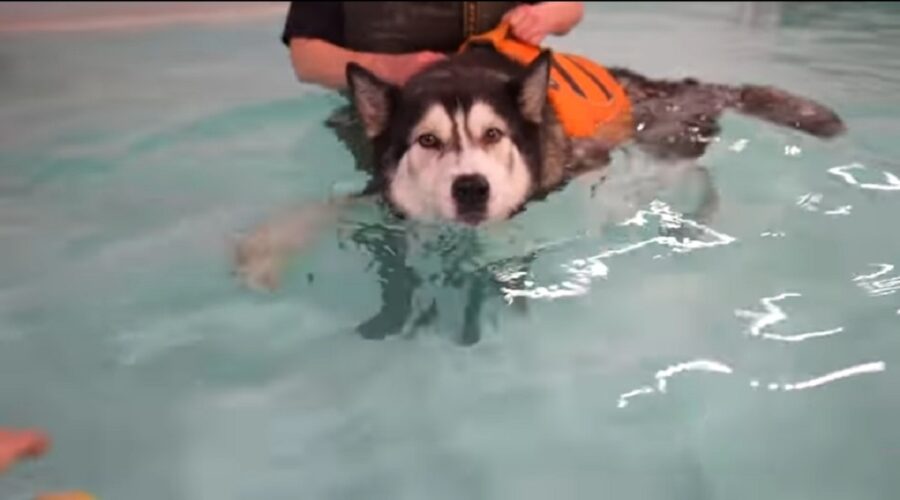 bellissimo husky nuota per la prima volta