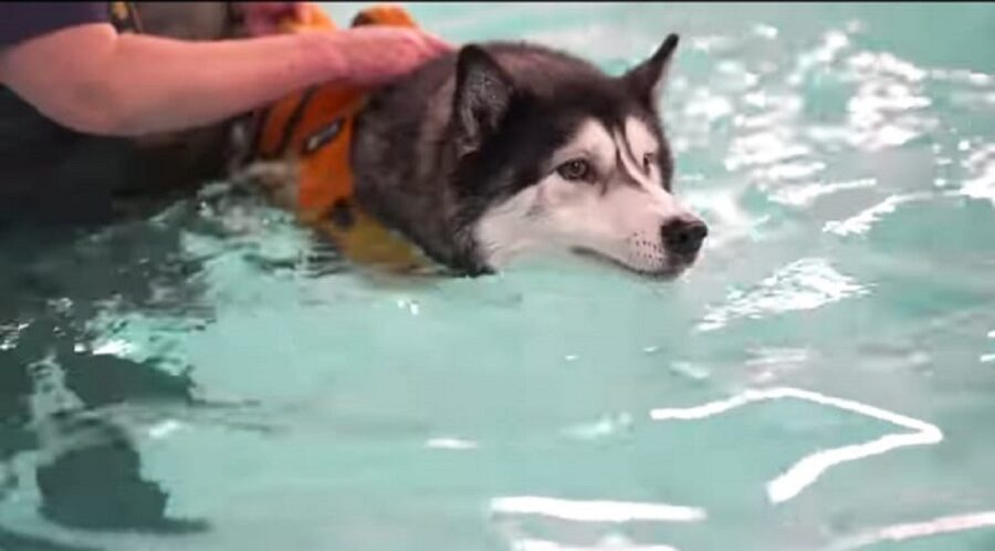 video di un bellissimo husky