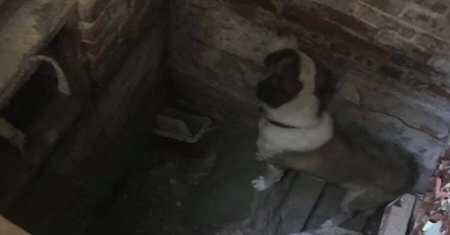 povero cane prigioniero in cantina