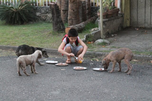 Bimbo di 9 anni usa la paghetta per dare da mangiare ai cani randagi